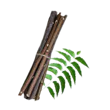 Neem Sticks / Datun : Natural Oral Care Tradition. Hbkonline.in