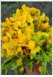 100 gm Tanner's cassia Powder Online at best price - hbkonline.in
